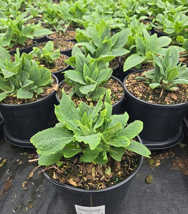 Digitalis purpurea 'Dalmatian Crème'