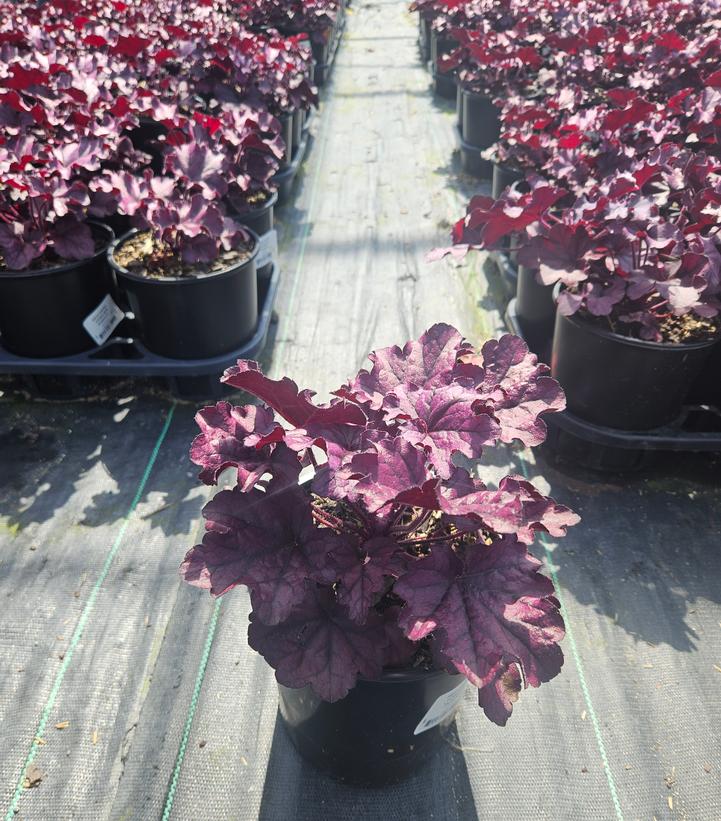 Heuchera x Forever® Purple