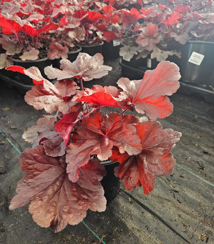 Heuchera Forever® Red