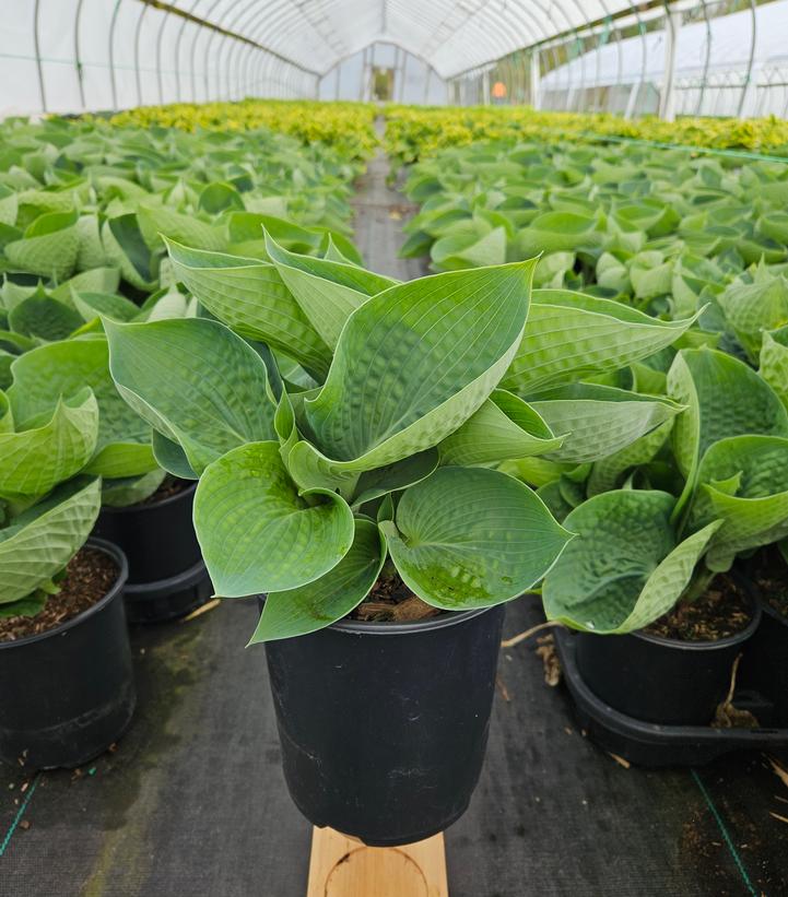 Hosta 'Abiqua Drinking Gourd'