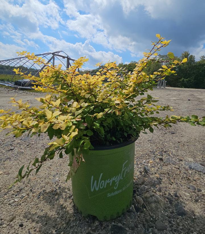 Berberis thunbergii WorryFree® Lemon Glow®