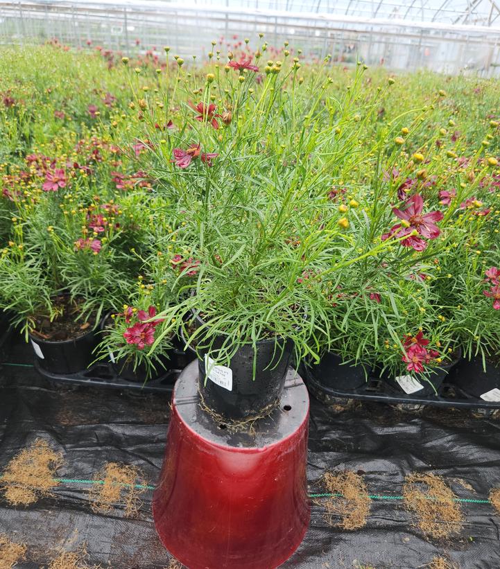 Coreopsis verticillata Permathread™ 'Red Satin'