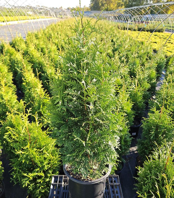 Thuja x plicata 'Junior Giant'