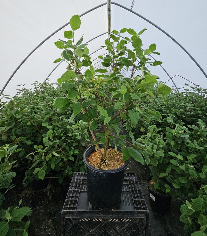 Viburnum carlesii Sugar n' Spice®