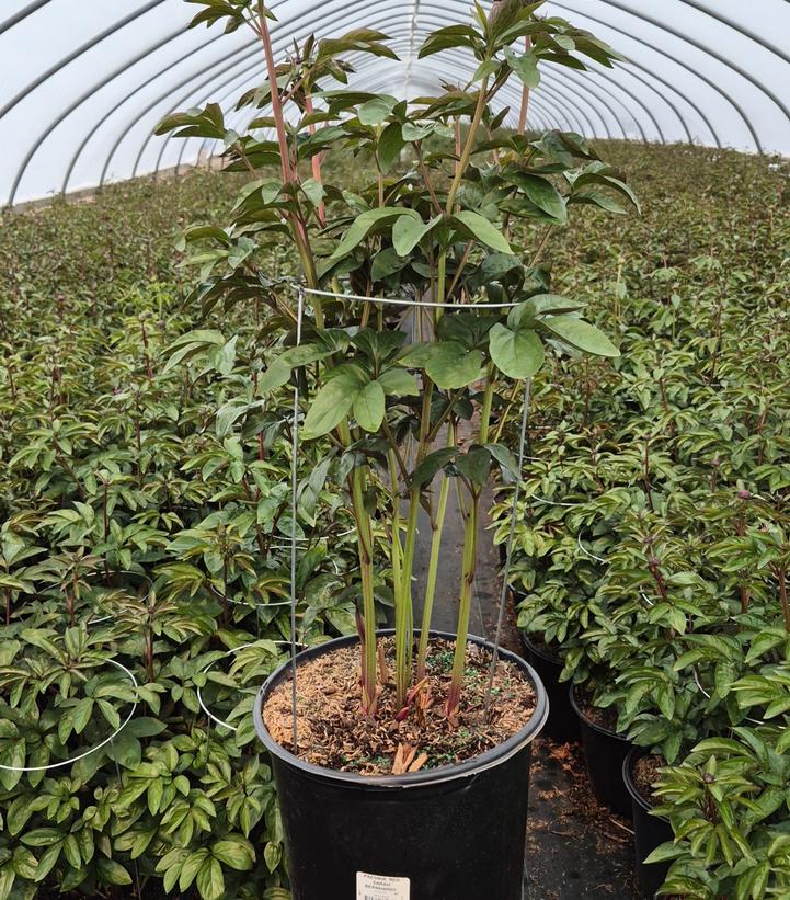 Paeonia lactiflora 'Red Sarah Bernhardt'