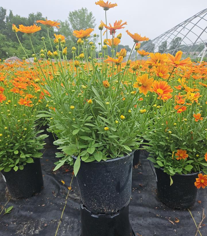 Coreopsis x Li'l Bang™ 'Darling Clementine'