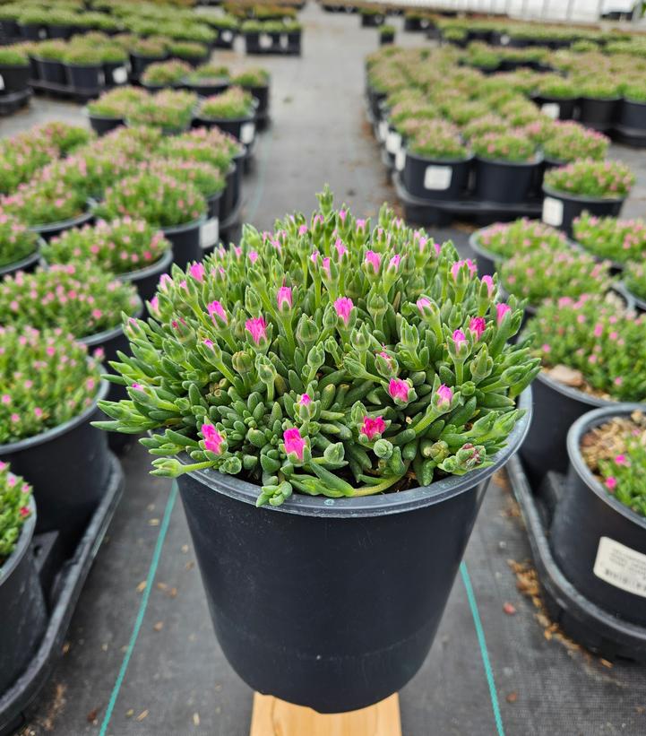 Delosperma cooperi 'Jewel of Desert Rosequartz'
