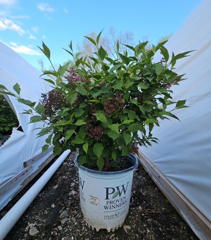 Syringa x Baby Kim®