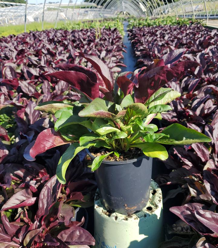 Penstemon Dakota™ Burgundy