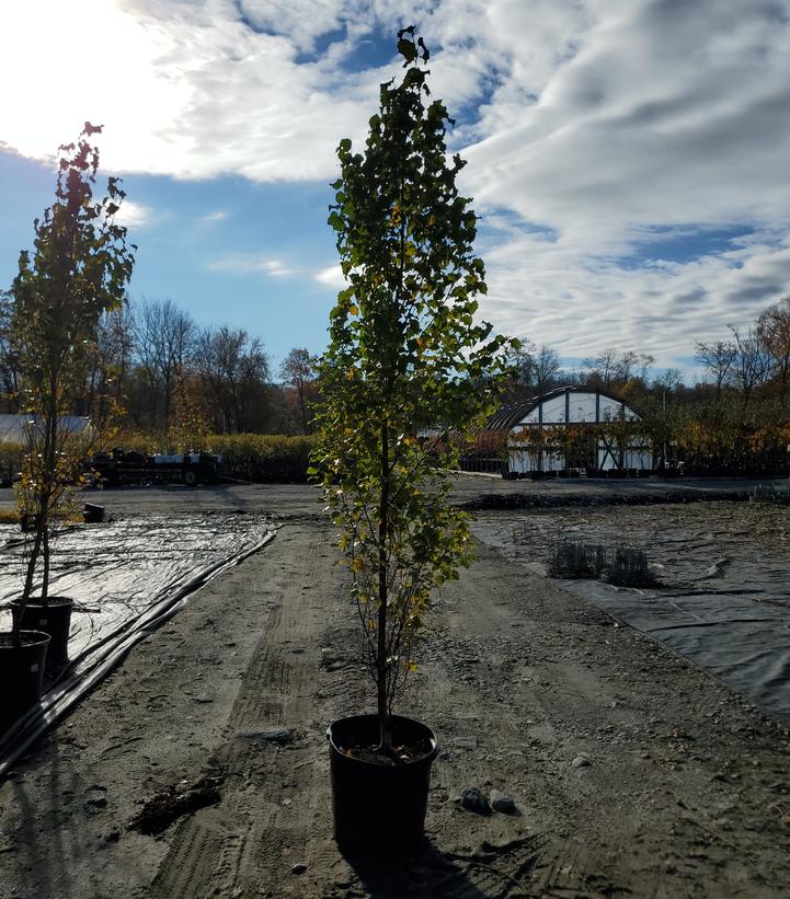 Betula platyphylla Parkland Pillar®