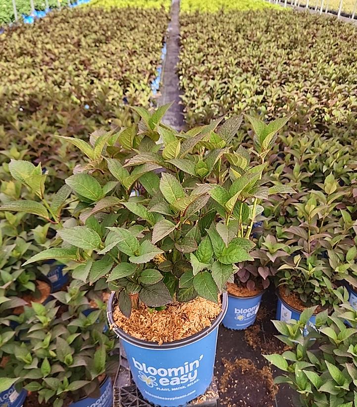 Hydrangea serrata Pink Dynamo™