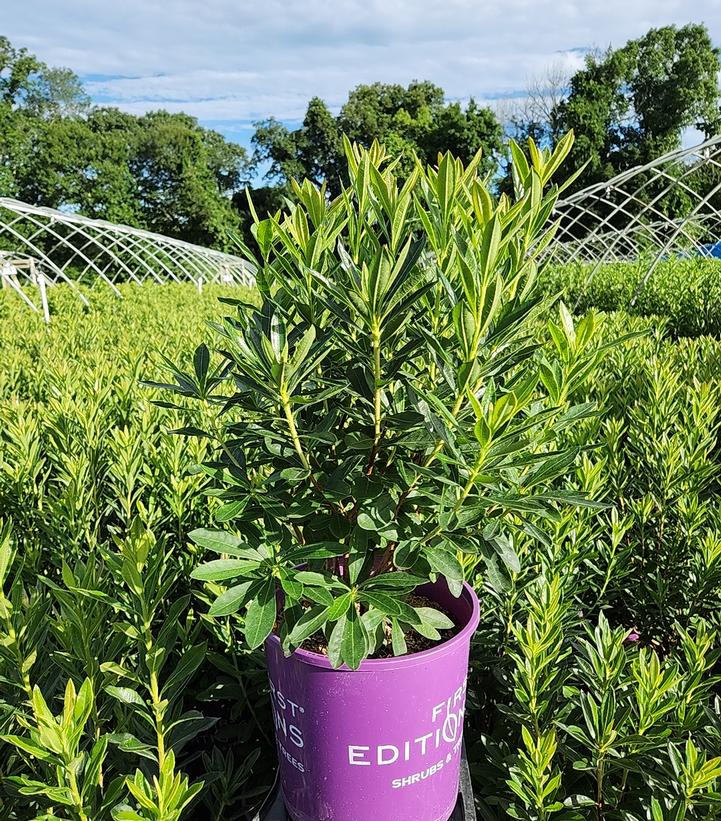 Azalea x Electric Lights™ Double Pink