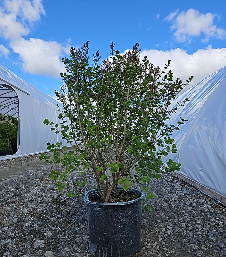 Syringa meyeri Flowerfesta® Purple