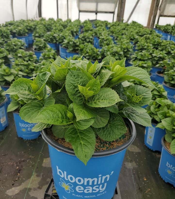 Hydrangea mac. Grin and Tonic™