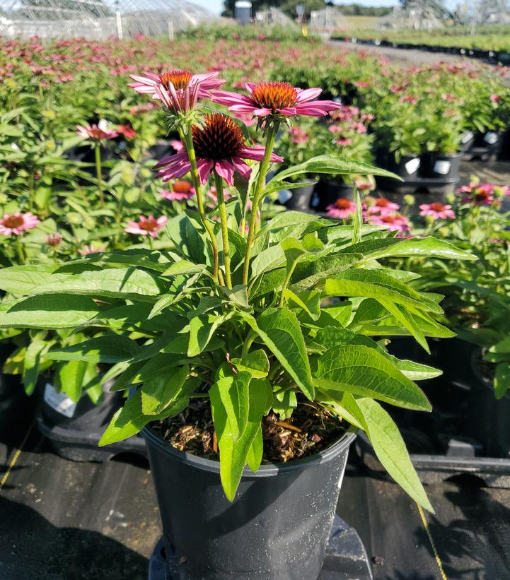 Echinacea x Sunmagic® 'Vintage Pink'