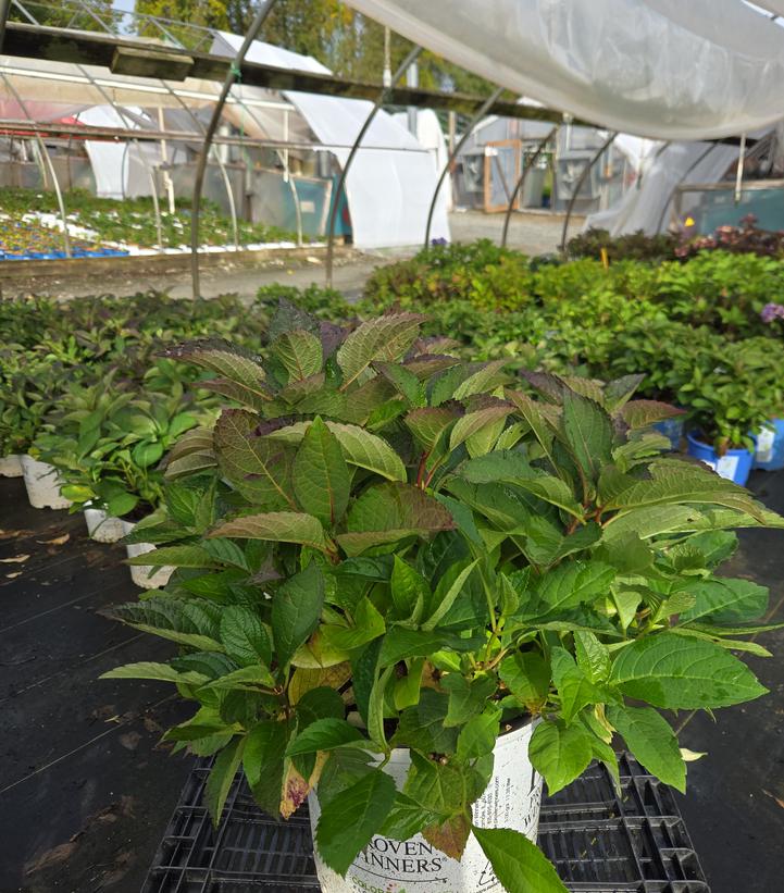 Hydrangea serrata Tuff Stuff Top Fun™