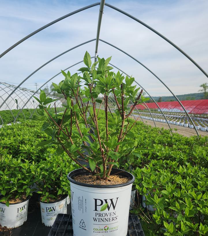 Hydrangea pan. Pinky Winky Prime™