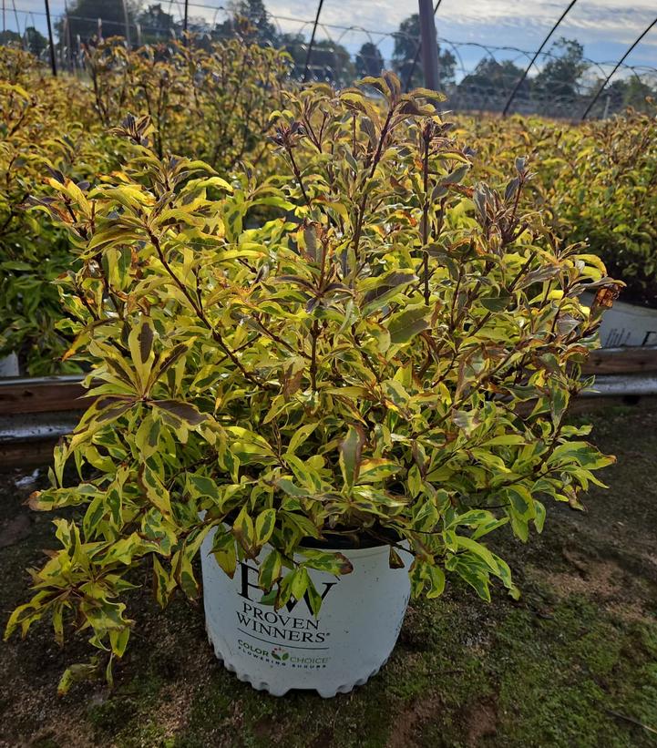Weigela florida Bubbly Wine™