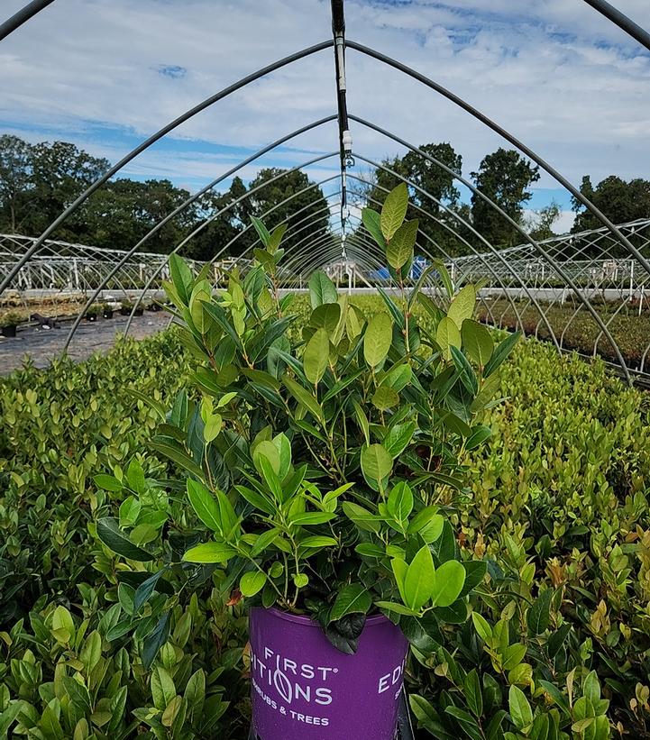 Leucothoe axillaris Lucky Leu®