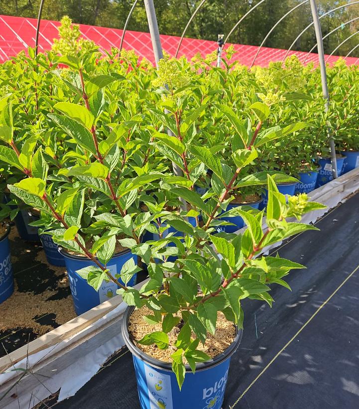 Hydrangea paniculata Dragon Baby™