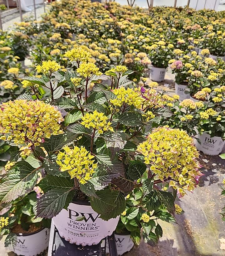 Hydrangea macrophylla Let's Dance Lovable™