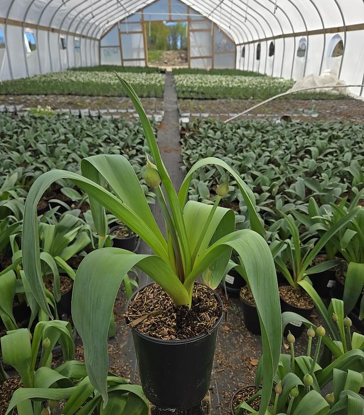 Allium x 'Party Balloons'