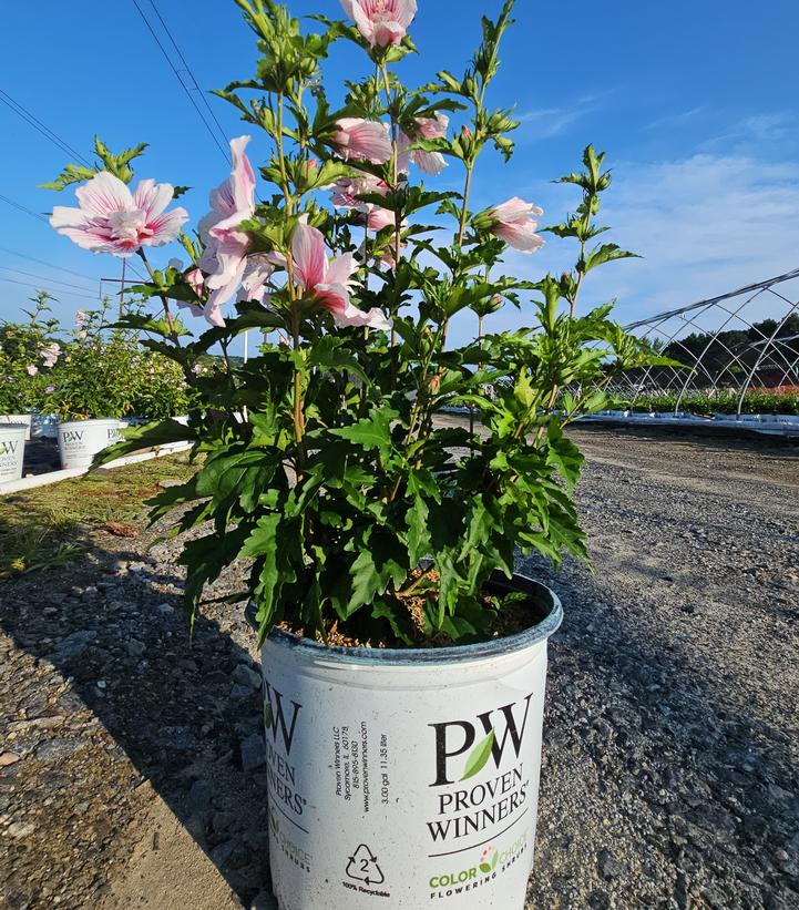 Hibiscus syriacus Starblast Chiffon™