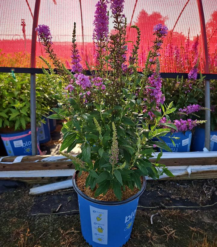 Buddleia x Birthday Cake™