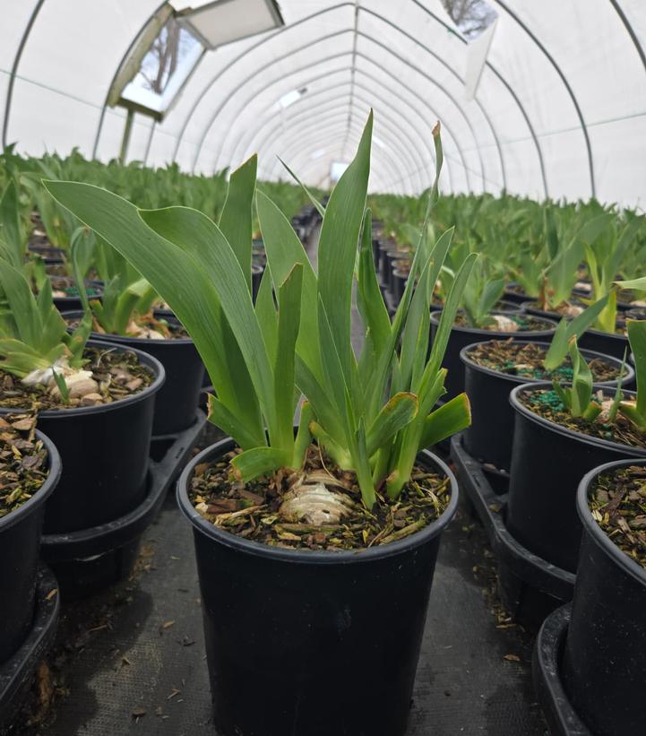 Iris germanica 'Renown'