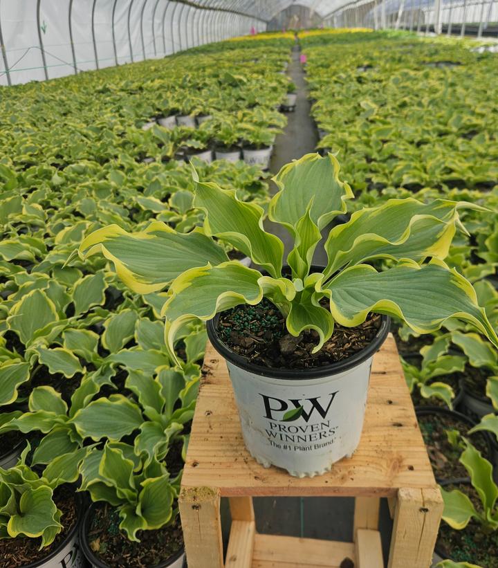 Hosta x Shadowland® 'Hope Springs Eternal'