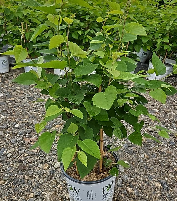 Betula x Avalanche™