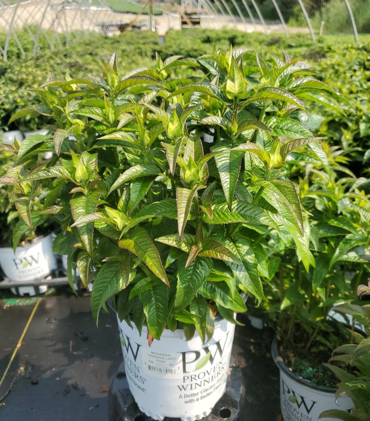 Monarda hybrid 'Leading Lady Pink'