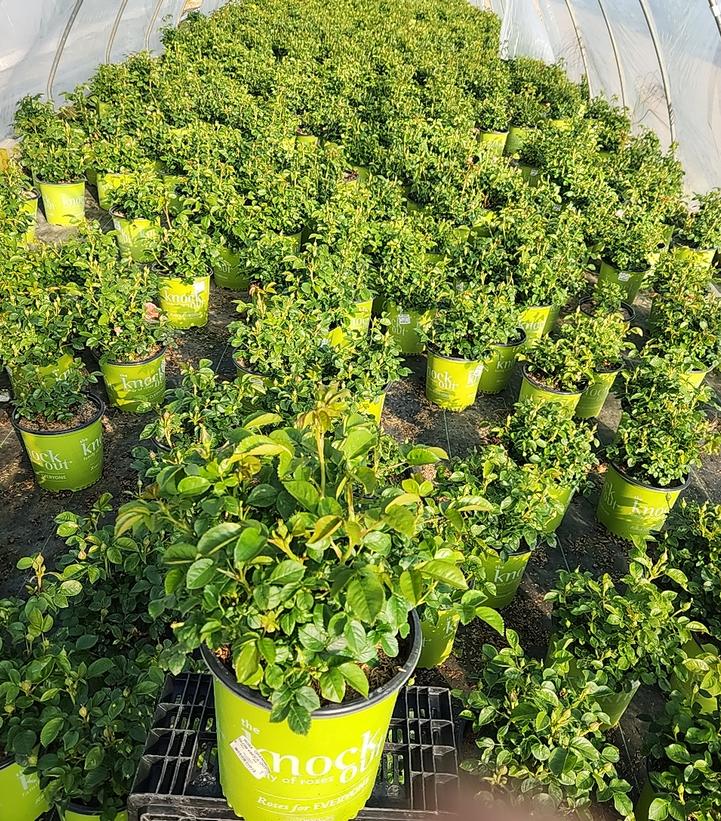 Rosa Orange Glow™ Knock Out®