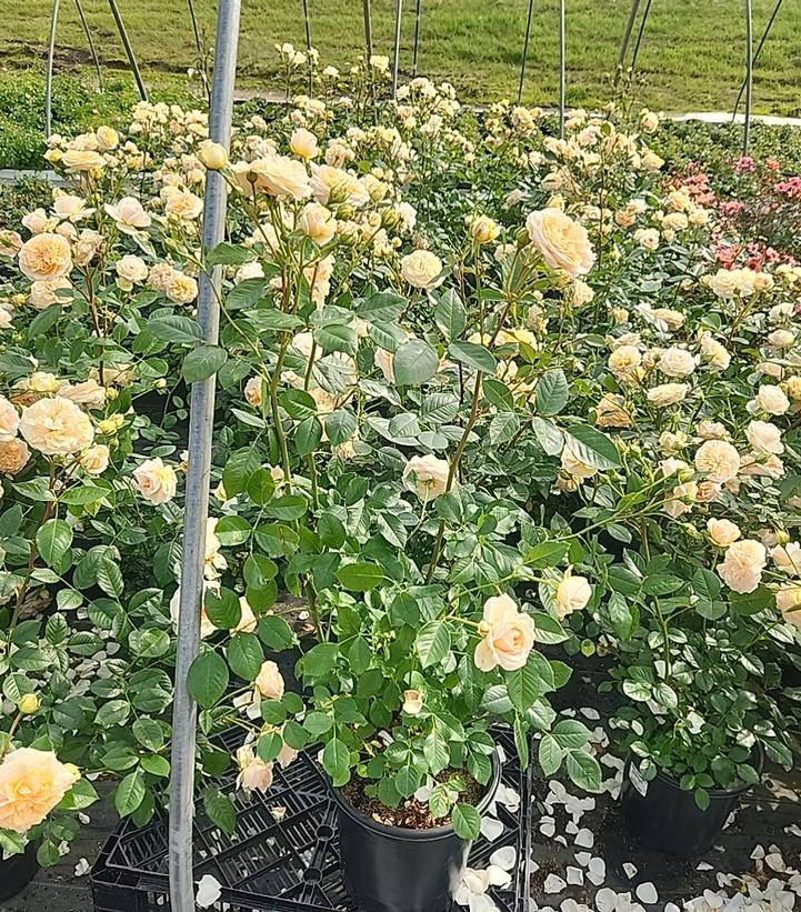 Rosa Showpiece™ Champagne