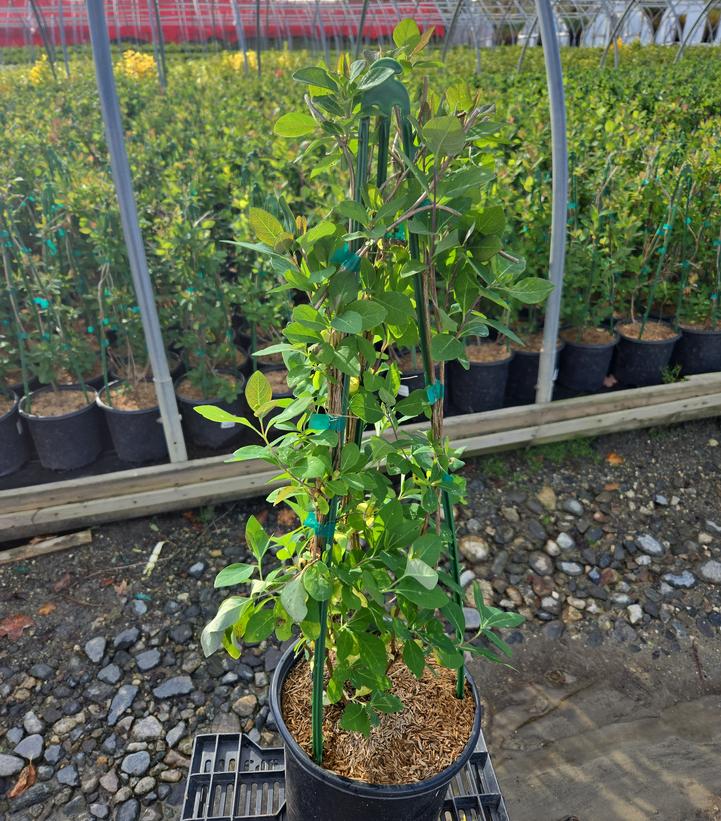 Lonicera x 'Coral Star'