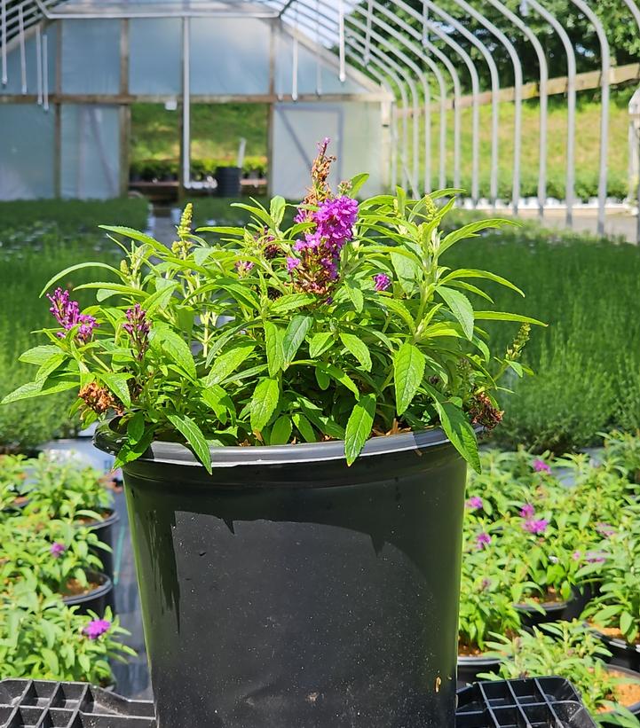 Buddleia davidii Butterfly Candy® Li'l Grape™