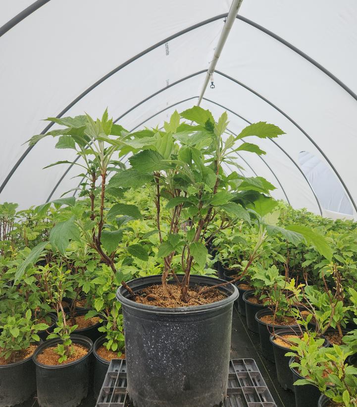 Hydrangea quercifolia 'Snowcicle'