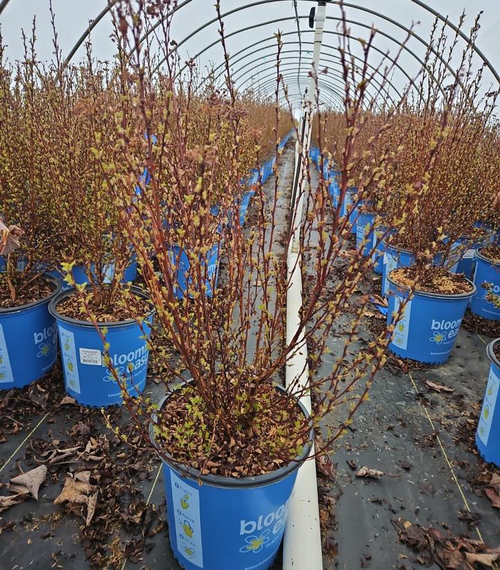 Physocarpus opulifolius Calico Kitty™