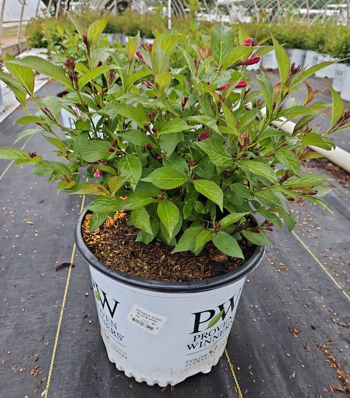 Weigela florida Sonic Bloom® Wine