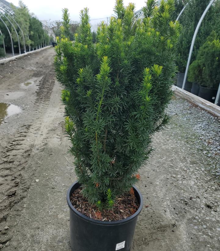 Taxus x media 'Maureen'