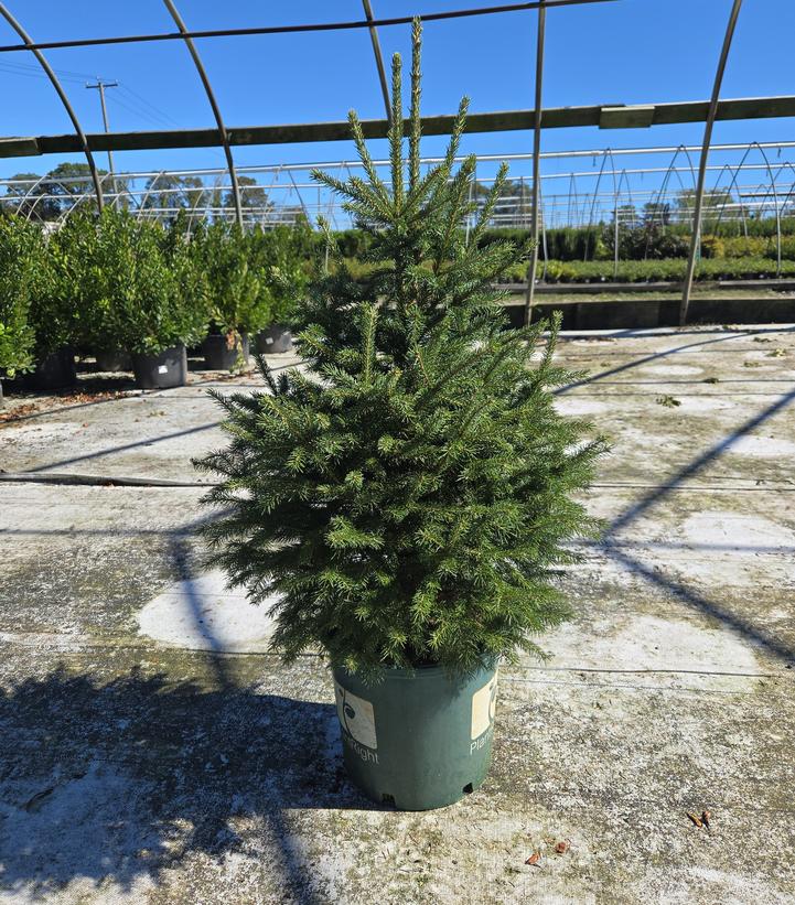 Picea glauca 'Densata'