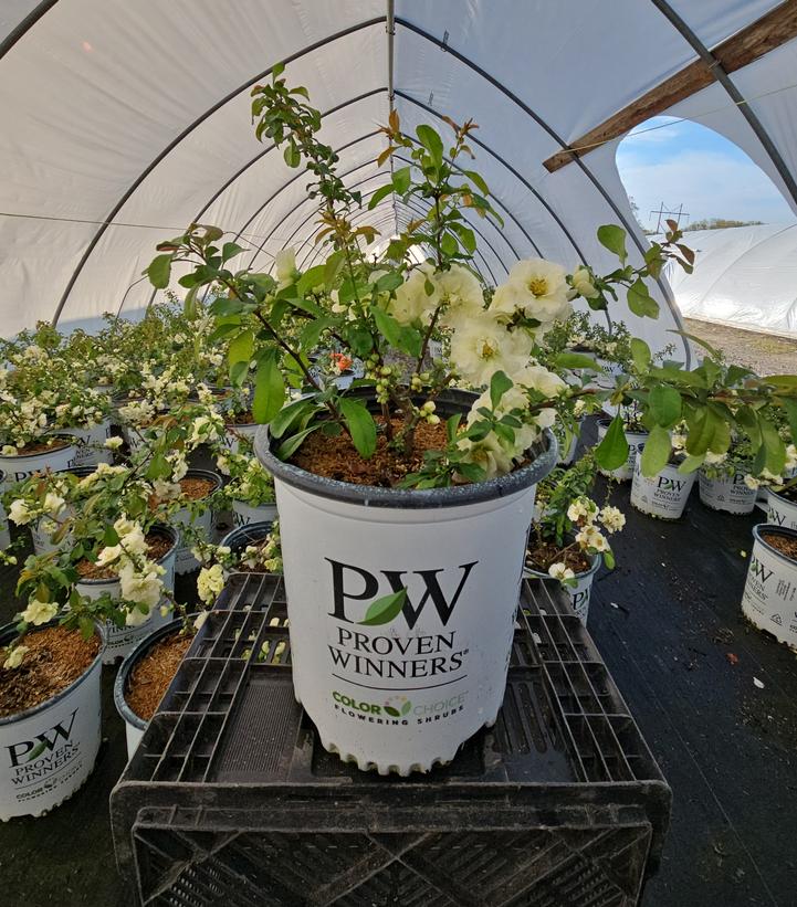 Chaenomeles speciosa Double Take Eternal White®