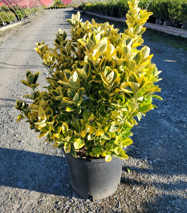 Euonymus japonica Aureo-Marginata
