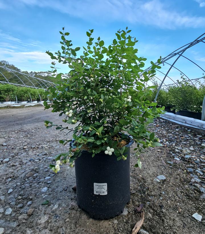 Symphoricarpos doornbosii Magical® Avalanche