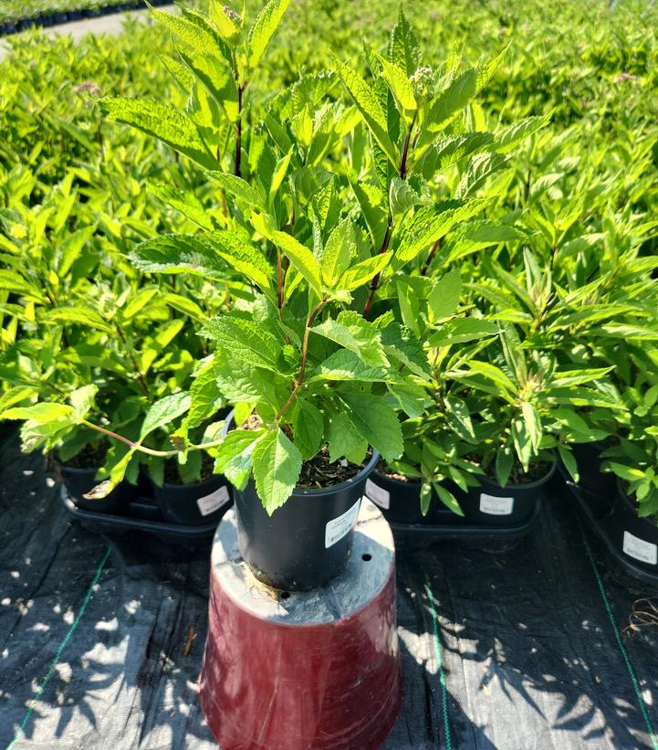 Eupatorium dubium 'Little Pye'
