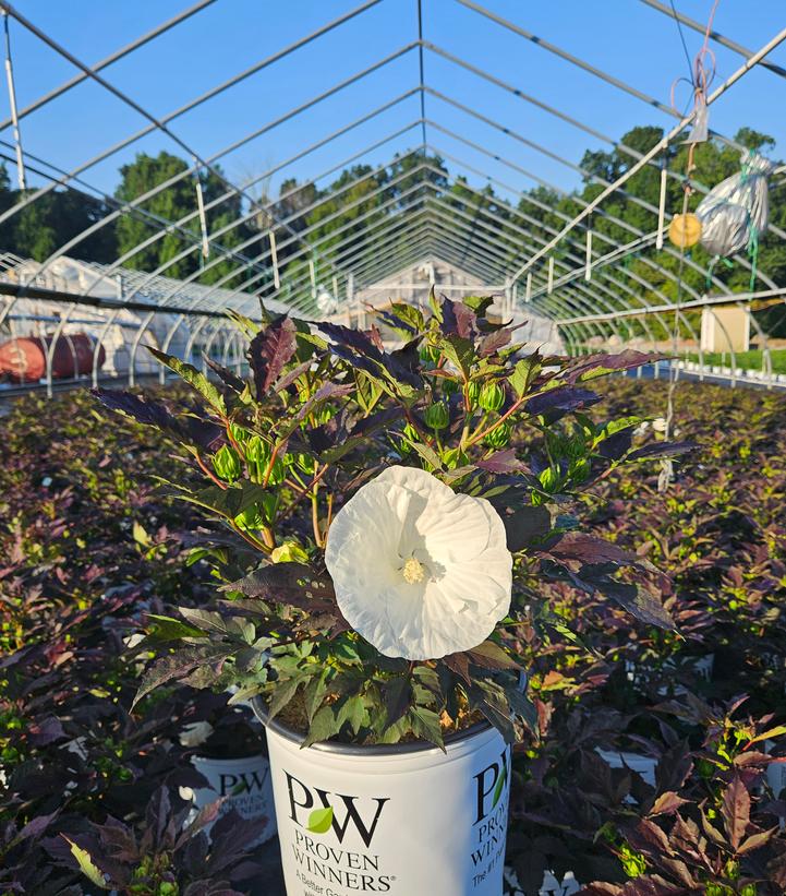 Hibiscus x Summerific® Cookies & Cream