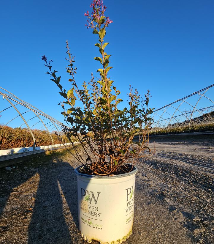 Syringa x Bloomerang® Purpink