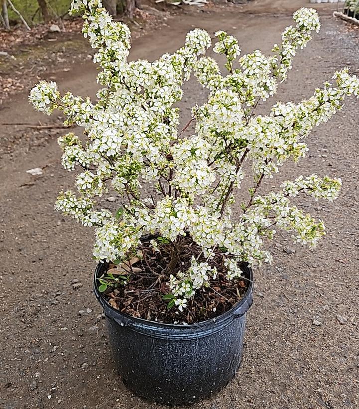 Prunus x Romance 'Cupid'