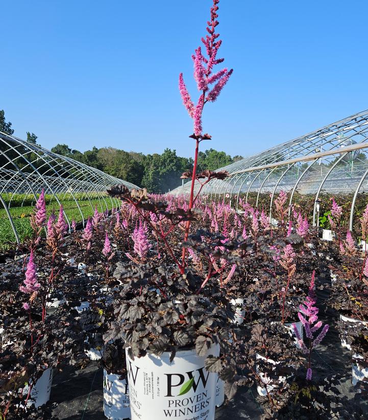 Astilbe chinensis 'Dark Side of the Moon'