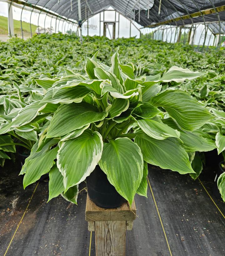 Hosta 'So Sweet'